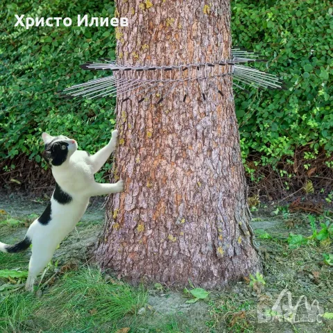 Шипове против котки за градински дървета, снимка 2 - Огради и мрежи - 56253623