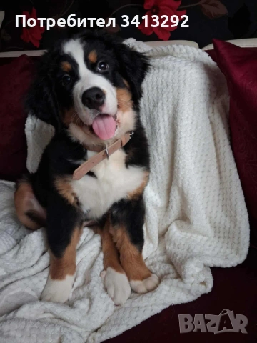 Бернски зененхунд / Швейцарска овчарка , снимка 5 - Бернска овчарка - 53012990