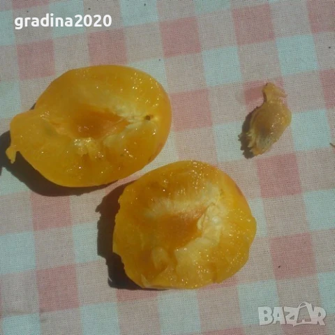 Джанка - жълта, снимка 3 - Разсади - 51040206