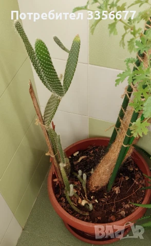 Кактус "Opuntia Microdasys" h>2.0m', снимка 3 - Разсади - 50832531