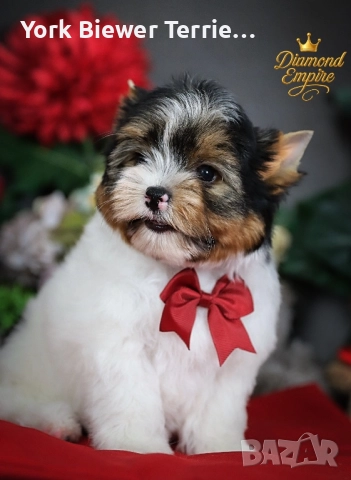 Йорки! Розкошни кученцата с родословие за деца и възрастни! , снимка 2 - Йоркширски териер - 52875488