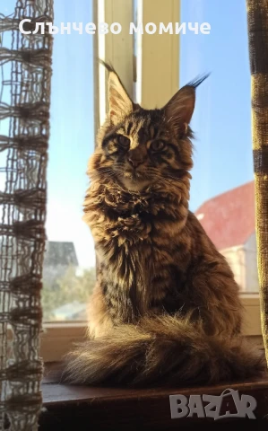 Търсим си партньор мъжки Мейн Кун 