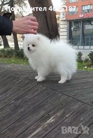 Померан момче, снимка 2 - Померан - 52930250