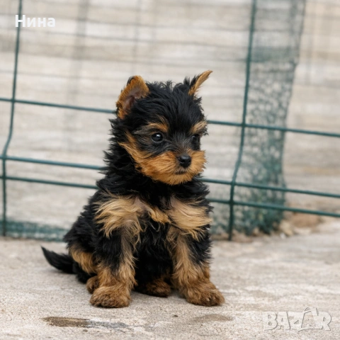 Йоркширски териер - Йорки , снимка 3 - Йоркширски териер - 54334507