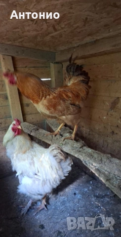 продавам петли , снимка 5 - Кокошки и пуйки - 52472095