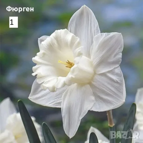 Луковици на Нарцис, снимка 5 - Разсади - 56380303