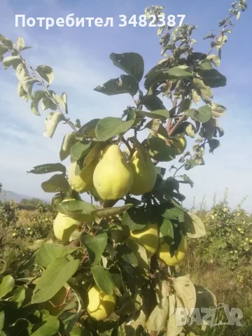 Продавам български дюли            , снимка 4 - Домашни продукти - 56452248