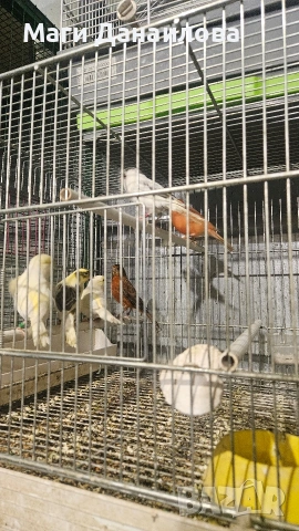 Свободни папагали, снимка 2 - Папагали - 54031471