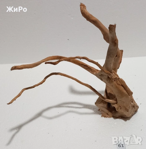 Корен от Азалия /декорация/ 61