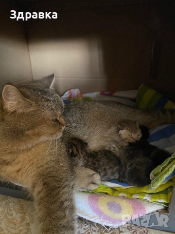 Британски късокосмести котенца, снимка 3 - Британска късокосместа - 47976326