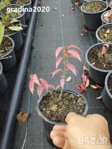 Oгнен храст - Euonymus alatus Студоустойчив , снимка 5 - Разсади - 33631552