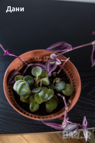 🌸 Африканска теменужка с розов цвят + Традесканция Зебрина – 2 растения в 1 саксия 🌿, снимка 7 - Стайни растения - 52060798
