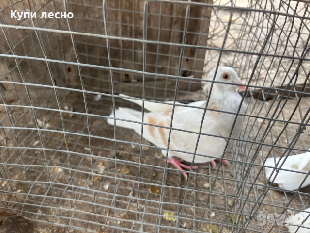 Пощи на капак гълъби , снимка 10 - Гълъби - 52455778