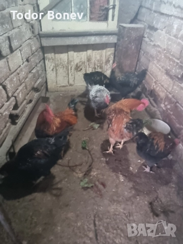 Продавам или разменям за ярки млади домашни петлета, снимка 17 - Кокошки и пуйки - 51544238