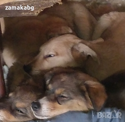 Подаряваме кученца бездомничета пухени бобчета, снимка 16 - Други - 52430271