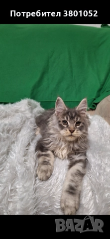 Продавам котета , снимка 3 - Мейн кун - 52669398
