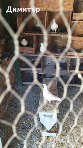 Продавам неизлизали пилета бели спортни пощи, снимка 6 - Гълъби - 29398011