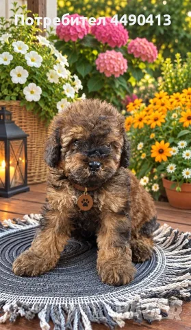 Кавапу Cavapoo F1b