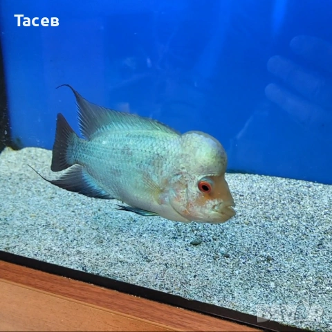 Флауърхорн 14см