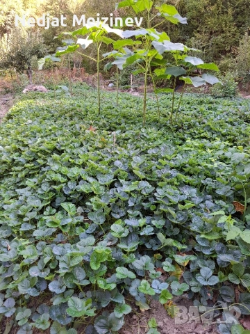 Разсад ягоди, малини и къпини, снимка 10 - Стайни растения - 51199735