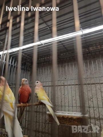 Продавам неофеми , снимка 8 - Папагали - 54322117