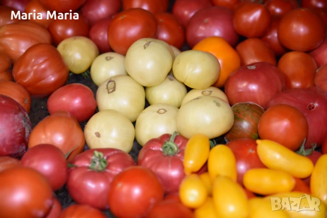 семена на домати /не хибридни/, снимка 2 - Сортови семена и луковици - 53225599