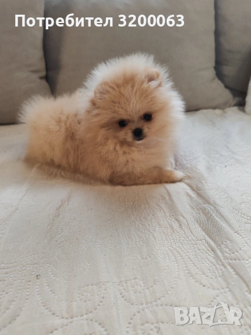 Мини померан мъжко, снимка 9 - Померан - 54032504