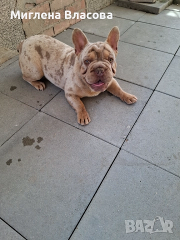 ISABELLA BIG ROPE MERLE BOY за разплод , снимка 3 - Френски булдог - 52282131