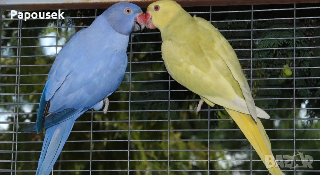 Малък Александър , снимка 9 - Папагали - 51324439