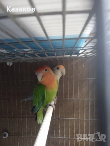 Продавам/бартер/ работещо ято розобузови неразделки, снимка 4 - Папагали - 52456034
