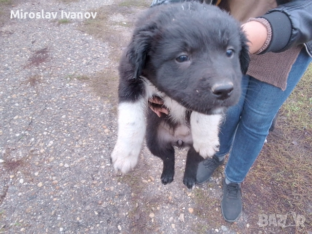 подарявам малки кученца, снимка 4 - Други - 52439926