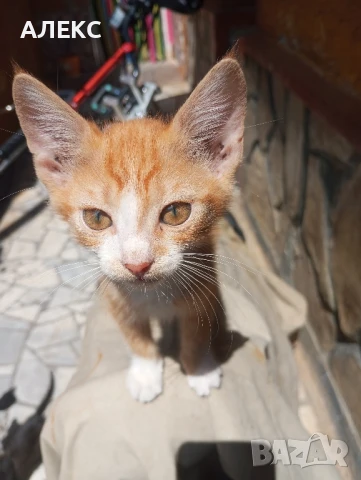 ПОДАРЯВАМ КОТЕНЦА, снимка 2 - Мейн кун - 50985226