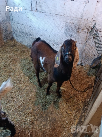 Продавам младо породисто пръчле., снимка 4 - Кози - 53092014