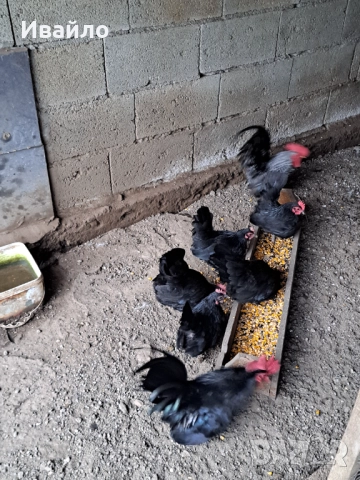 Шабо, снимка 3 - Други животни - 52798064