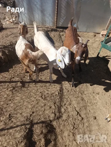 Продавам млада млечна коза., снимка 2 - Кози - 56455927