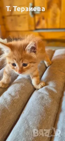 Продавам сибирски котенца 
