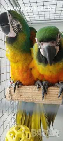 Ара Милиголд - Бебета, снимка 5 - Папагали - 51165199