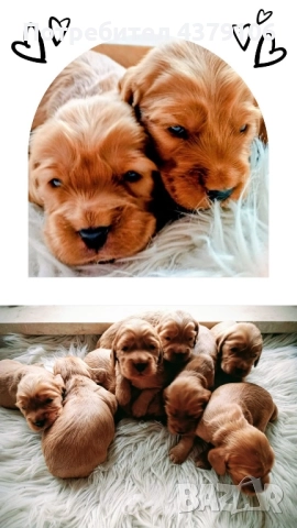 Кокер шпаньол родословен баща момче