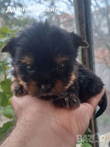 малки мини йоркита 