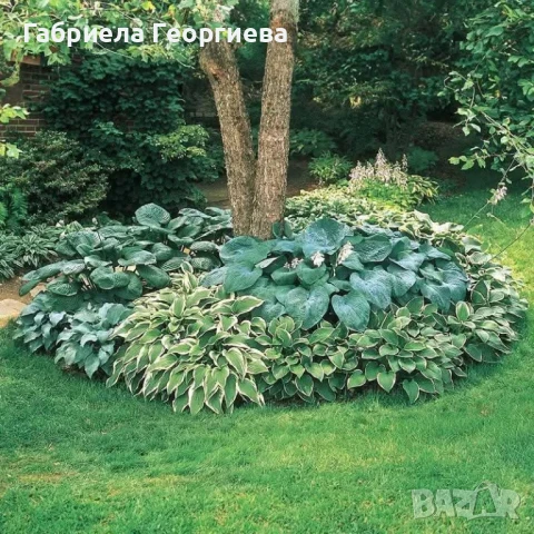 Хоста, снимка 3 - Градински цветя и растения - 50499469