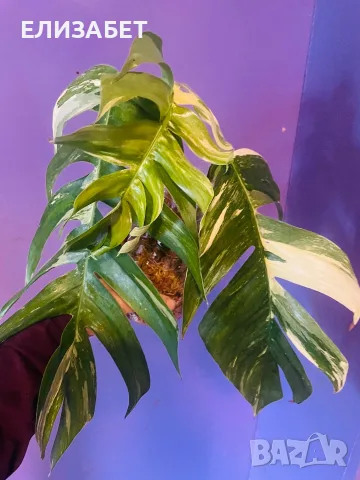 Epipremnum alboveriegat pinatum