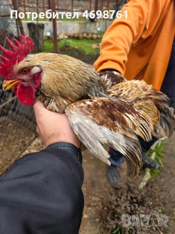 продавам петли и кокошки, снимка 8 - Кокошки и пуйки - 52968488