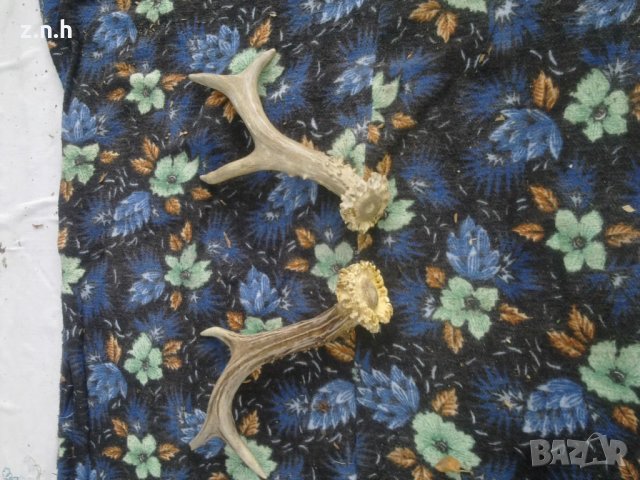  рога от сръндак, снимка 2 - Други ценни предмети - 33838729