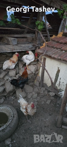 Продавам зайци и петли, снимка 2 - За птици - 54313050