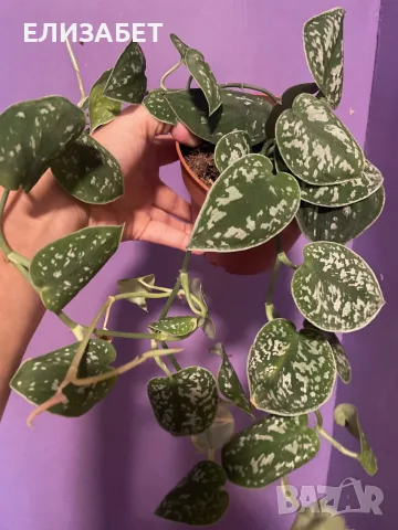 Epipremnum epipremnum