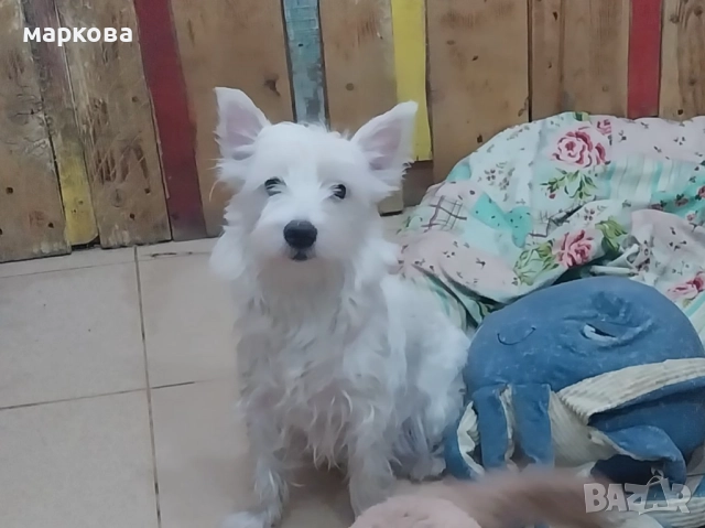 Уест териер-уестхайлендуаит териер/ женско/-10 месеца, снимка 2 - Други - 48847349