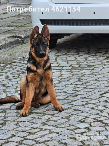 Малка мъжка немска, снимка 8 - Други животни - 52432567