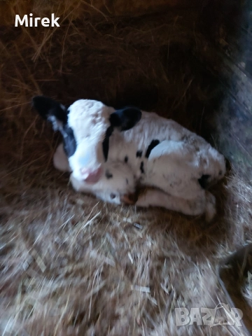 откраднат, снимка 3 - Крави - 52673184