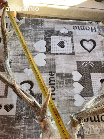 Рога и глава от елен, снимка 5 - Други животни - 51803017