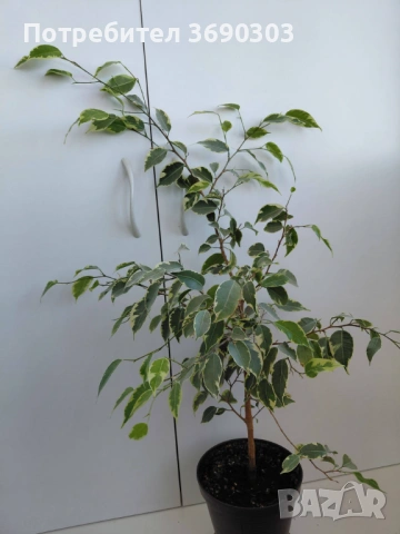 Бенджамин фикус шарен, 60 см в саксия, цена 15 евро
